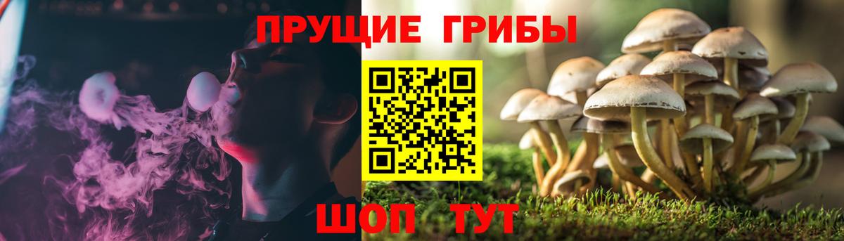 Галлюциногенные грибы Cubensis  Вход с VPN  Осинники 